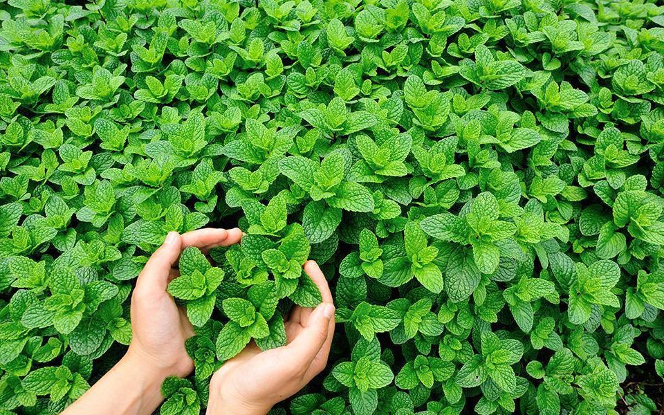 hands holding mint plants