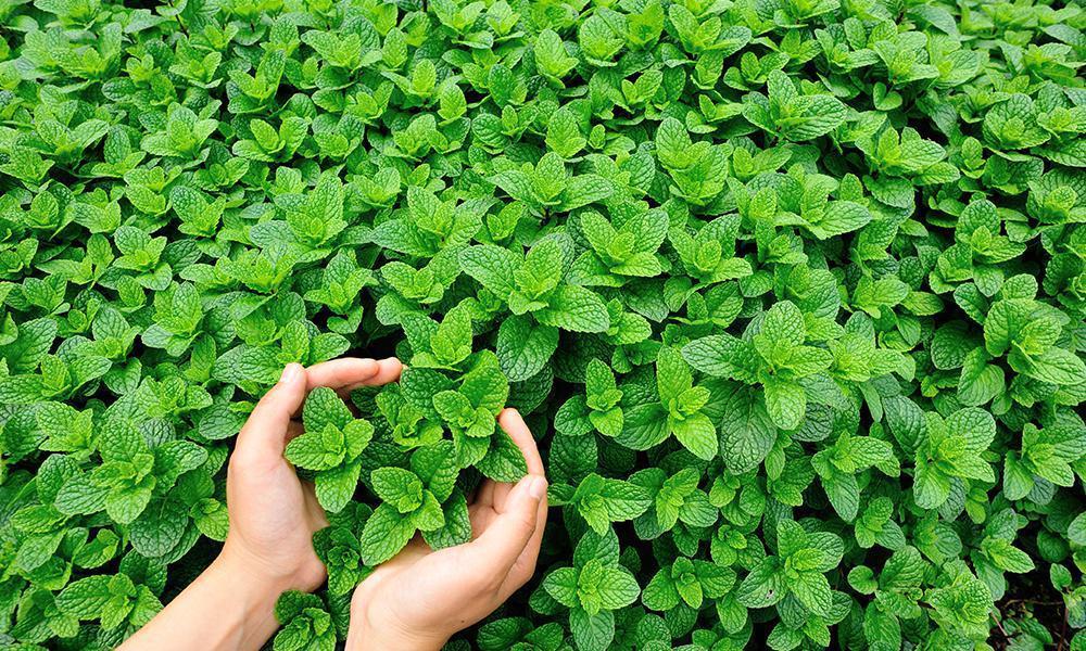 hands holding mint plants